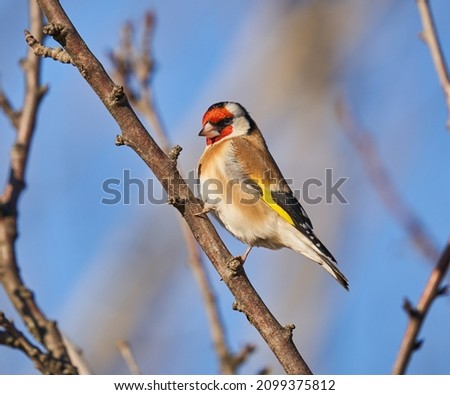 Goldfinch (Carduelis carduelis) perched on a twig