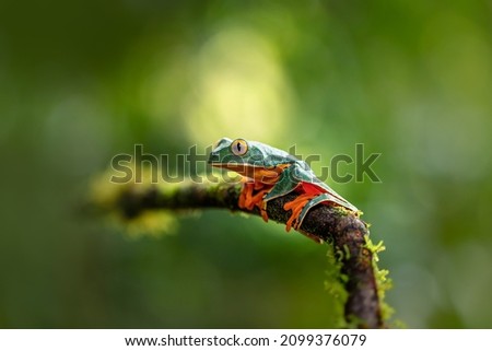 Cruziohyla calcarifer, the splendid leaf frog or splendid treefrog, is a tree frog of the family Phyllomedusidae described in 1902 by George Albert Boulenger. Very beautiful frog, curious. Royalty-Free Stock Photo #2099376079