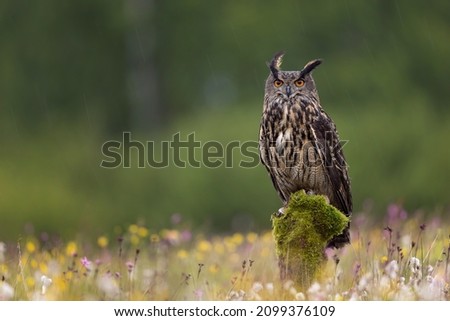 The Eurasian eagle-owl (Bubo bubo) is a species of eagle-owl that resides in much of Eurasia. It is also called the Uhu and it is occasionally abbreviated to just the eagle-owl in Europe.