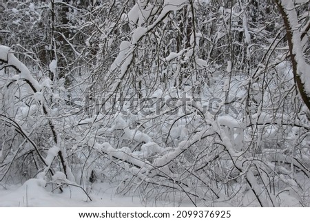 snow and frost covered trees in winter forest in cold day with blue sky and sunlight