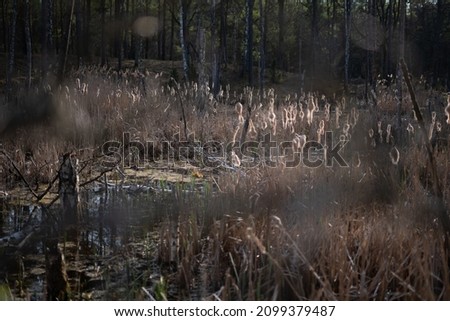 Swamp forest in the National Park