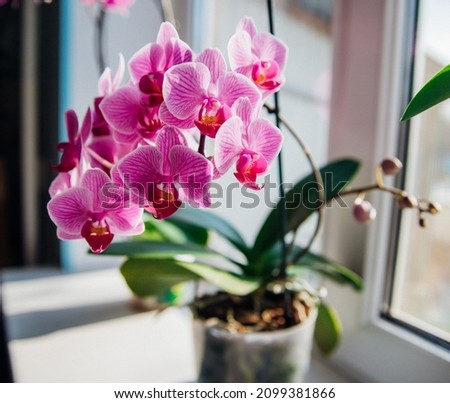 Pink flower and leaves of the phalaenopsis orchid in a flower pot on the windowsill in the house. Care of a houseplant. Home garden. Room interior decoration. Royalty-Free Stock Photo #2099381866