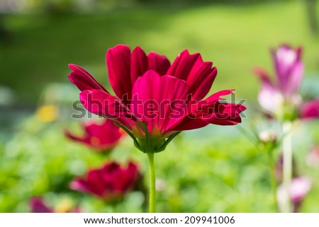red Flower meadow  in summer