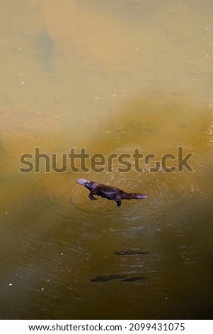 A platypus, ornithorhynchus anatinus, in the wild swimming with fish in Eungella, Queensland.  Vertical format with copy space.
