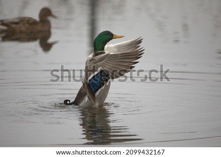 Mallard Duck Flapping its wings