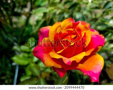 blooming rose with multicoloured petals  Royalty-Free Stock Photo #2099444470