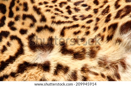 fantastic Leopard fur with the classic dark spots