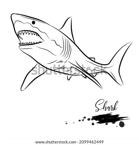 Shark fish, sea animal realistic sketch, vector illustration