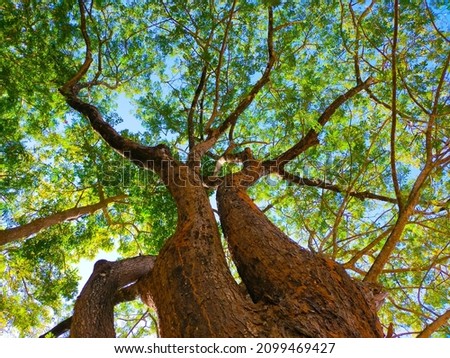 Picture of trees, branches, green leaves in the forest, big trees, bottom view.