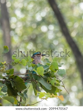 An Indian roller perched on a tree branch inside Pench tiger reserve during a wildlife safari