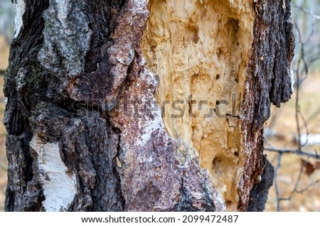 abstract background . thick trunk of an old bird-damaged tree in the autumn forest