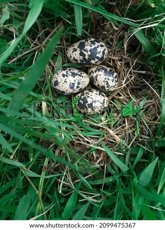 Green grass and birds eggs picture