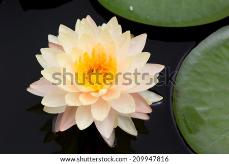 beautiful waterlily or lotus flower