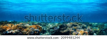 Panorama Underwater coral reef on the red sea Royalty-Free Stock Photo #2099481244