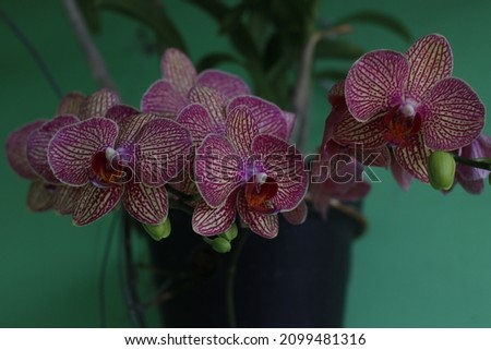 abstract moon orchid blooms perfectly