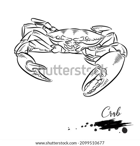 Crab, sea animal realistic sketch, vector illustration