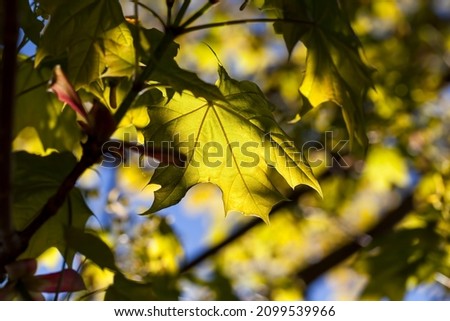 young green maple foliage in spring, sunny weather in the park in spring with maple trees