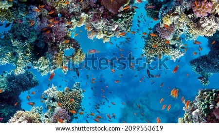 A kind of ocean animal under clear water with a coral pattern for decorating walls, bottom, floor or TV. 3D rendering Royalty-Free Stock Photo #2099553619