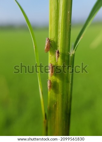 Brown Planthopper (Nilaparvata lugens) attack paddy rice in Viet Nam.                         Royalty-Free Stock Photo #2099561830