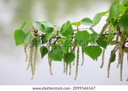 Close up of Populus tomentosa flowers, Beijing, China Royalty-Free Stock Photo #2099566567