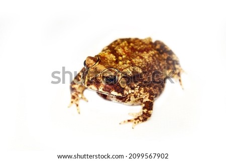 Schneider's (dwarf) toad (Duttaphrynus scaber). Duttaphrynus melanostictus), amphibian of Sri Lanka. Central plateau, Isolated on white background
