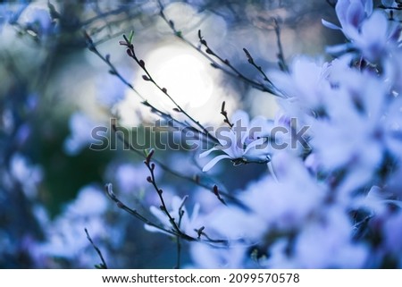 Spring background with white blooming plant Magnolia Stellata branch