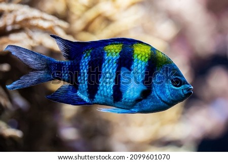 Amazing blue striped Abudefduf saxatilis - Sergeant-major fish swimming underwater on coral reefs background. Tropical sea bottom. Colorful nature calming background. High quality photo