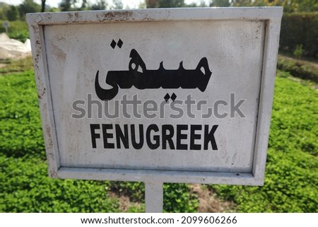 Fenugreek word on fenugreek leaves background-Fenugreek word on fenugreek leaves background-Fenugreek word Meaning in Urdu written on the signboard with English.