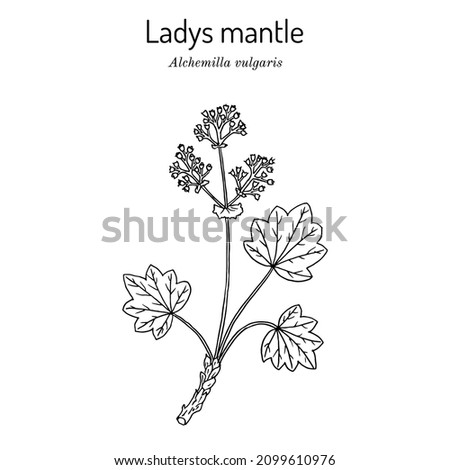 Alchemilla vulgaris, common ladys mantle. Medicinal herb. Hand drawn botanical vector illustration Royalty-Free Stock Photo #2099610976