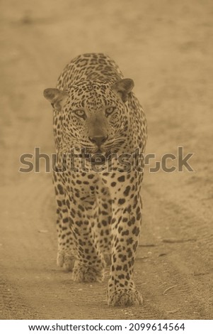 Leopard wildlife photos from Yala sri lanka
