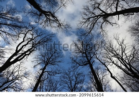 Bare crowns of old oaks against a blue January sky 