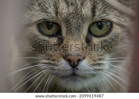 Close-up photo of a cat