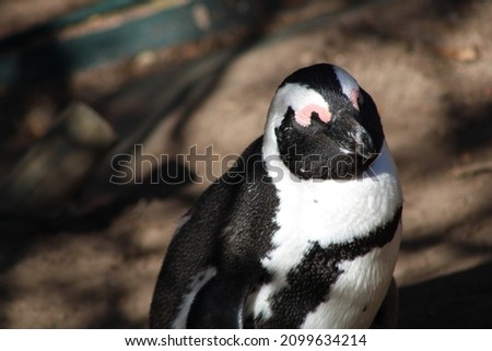 Black and white penguin with pink around its eyes and a blurry background