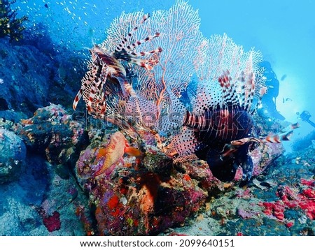 Sea fan in Richelieu Rock, North andaman, Thailand Royalty-Free Stock Photo #2099640151