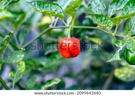 chili pepper plant, green and red pepper hanging on its branch