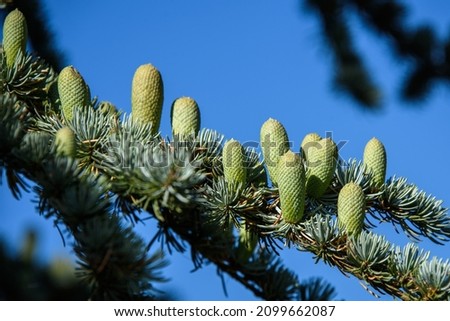 pine buds in a leisure centre near Paris