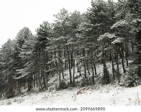 Winter landscape photo with trees covered with snow. Snowy forest background photo or wallpaper.