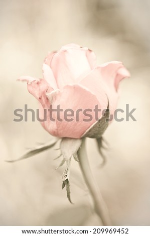 Abstract pink roses flower background/ Pink spring background 