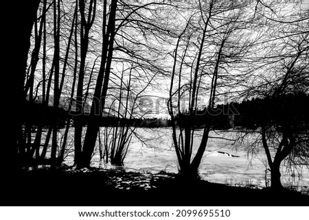 Trees and lake in the winter