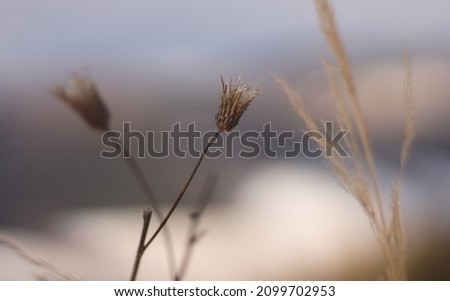 A thistle calyces on a long stalks. Dry thistle on a brown and snowy blurred background. Dry plant in a witner day. Brown thistle calyces growing in the mountains. Dry yellow grass stalks aroud.