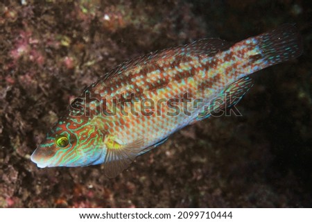 Atlantic ocean fish macro photo