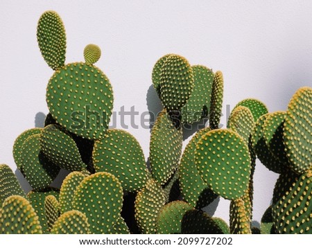 Close-up of Opuntia microdasys (angel's-wings, bunny ears cactus, bunny cactus or polka-dot cactus) Royalty-Free Stock Photo #2099727202