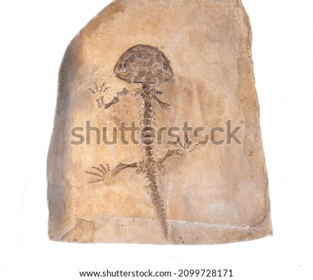 A cast of the skeleton of the Karaurus sharovi salamander of the Jurassic period is gray in isolation on a white background. Paleontology is the history of the development of the earth.