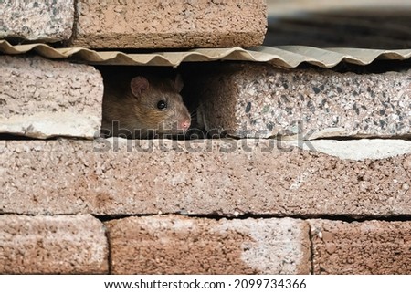 The brown rat (Rattus norvegicus), also known as the common rat, street rat, sewer rat. Small rodent standing in the gap between concrete blocks. Brown fluffy mammal. European urban wildlife.  Royalty-Free Stock Photo #2099734366