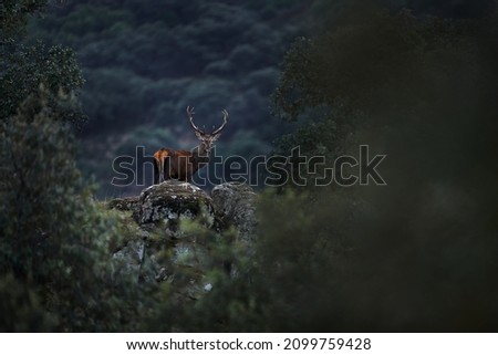 Deer from Spain in Sierra de Andujar mountain. Rutting season Red deer, majestic powerful animal outside the wood, big animal in forest habitat. Wildlife scene, nature. Dark evening in the forest. Royalty-Free Stock Photo #2099759428