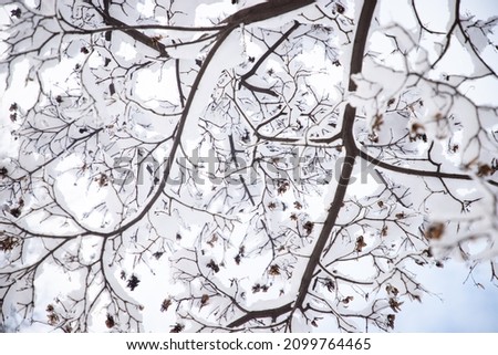
Trees in the snow on a winter frosty day. Winter snowy weather. Natural background. High quality photo