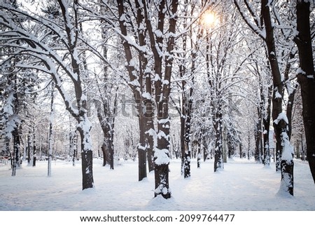 Snow-covered park on a frosty winter day. Trees in the snow. Natural background. High quality photo
