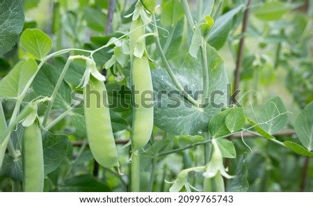 Sugar snap pea with flowers, closed up. Royalty-Free Stock Photo #2099765743