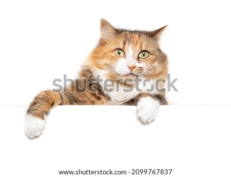 Isolated fluffy cat hanging or dangling over a white table while looking at camera. Cute long hair calico or torbie female kitty with striking asymmetric markings. Isolated on white. Selective focus. Royalty-Free Stock Photo #2099767837