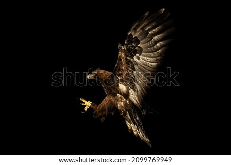 Hunting golden eagle with open claws on black background.